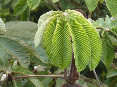 Ein Blatt entfaltet sich