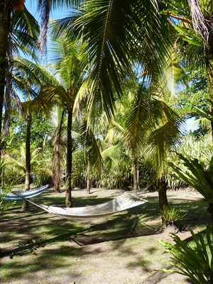 Relaxen unter Palmen