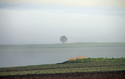 Ein einsames Bäumchen im Morgennebel Ein einsames Bäumchen im Morgennebel