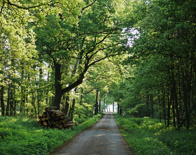 Waldweg im Maigrün