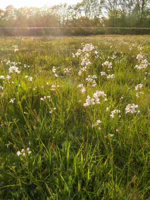 Wiese im Abendlicht