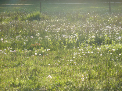 Blumen bei Sonnenuntergang