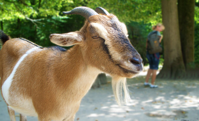 Die hämische Ziege