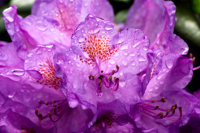 Rhododendron im Regen Rhododendron im Regen
