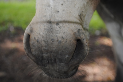 Esel close up