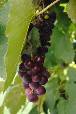 Weintrauben an der Rebe
