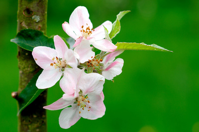 Apfelblüte am Bodensee