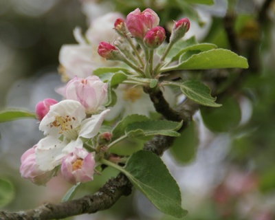 Apfelblütentraum