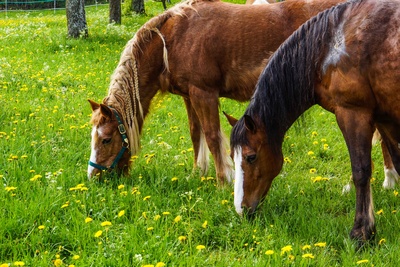 Pferdeweide im Frühling