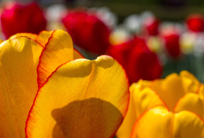 Gelbe Tulpe mit roter Ader
