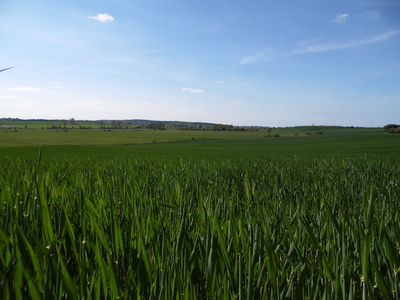 Grünes Feld