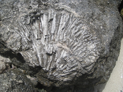 versteinerte Auster / Austernfossilie von den Florida Keys