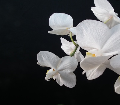 Weiße Orchideenblüte auf schwarzem Grund
