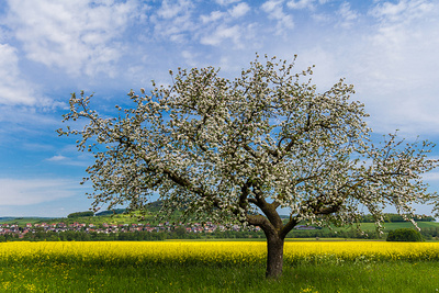 Blühender Apfelbaum