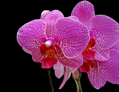 Orchideen verzaubern