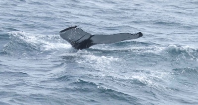 Walfluke - Wal taucht ab