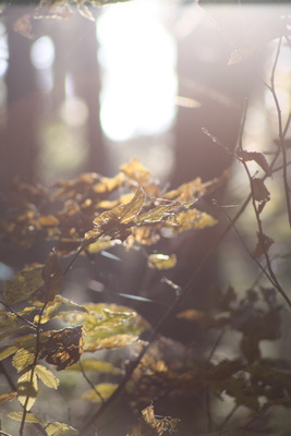 Die Sonne kämpft sich durch die Bäume