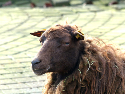 braunes Schaf mit Knopf im Ohr