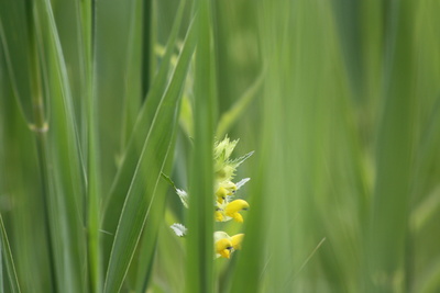 Karlszepter Pedicularis sceptrum-carolinum