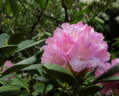 Im Rhododendron-Park