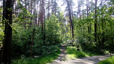 Waldweg2
