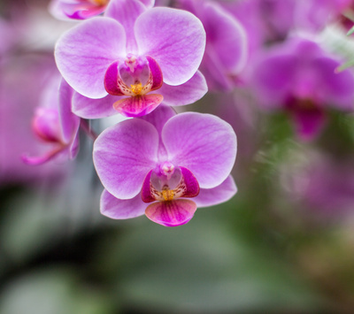 Lila Orchideen 1