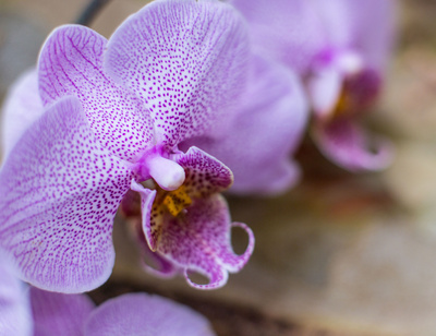 Lila Orchideen 4
