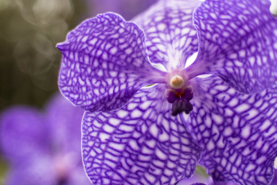 Lila Orchideen 5