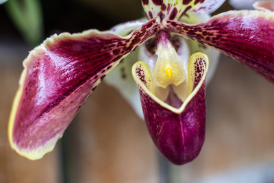 auberginefarbene Orchideen