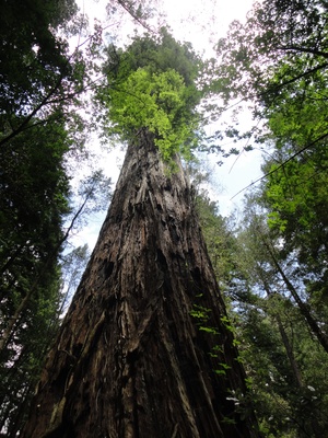 Redwood Baum in Kalifornien