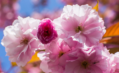 zart-rosa Blütenentfaltung