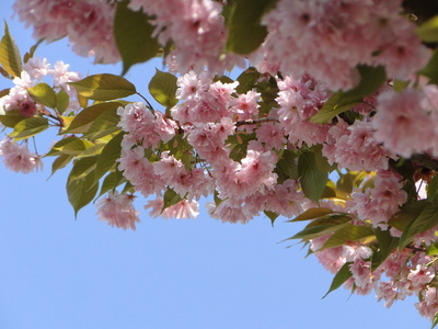 Kirschblüte in Eisenach