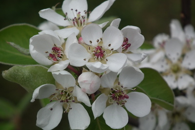 Weiße Blüten 1