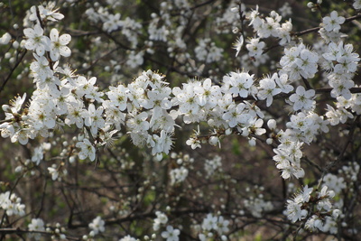 Weiße Blüten 4