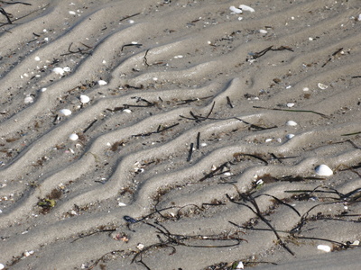 Strandmuster mit Wasser und Muscheln