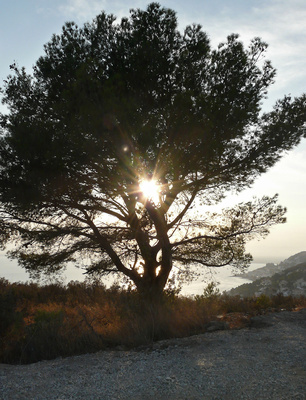 Baum im Sonnenuntergang (Costa Brava)