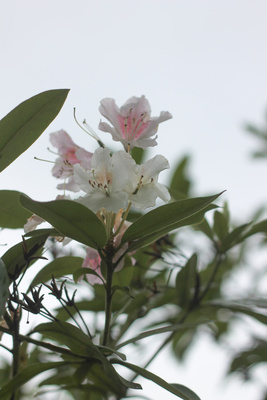 weißer Rhododendron