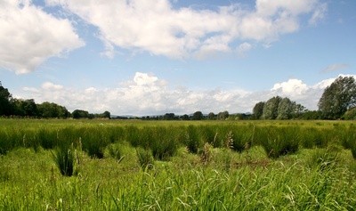 feuchtwiesen...naturschutzgebiet