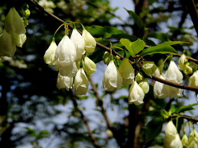 Schneeglöckchenbaum