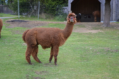 alpaca