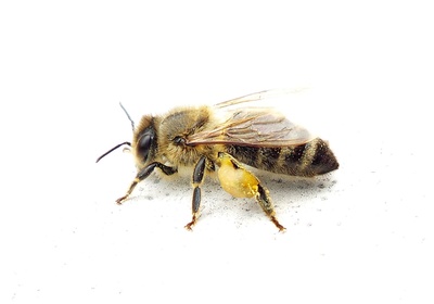 Zwischenlandung einer Biene auf dem Balkon