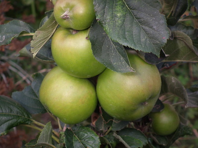 Grüne Äpfel am Baum - Säulenobst 1