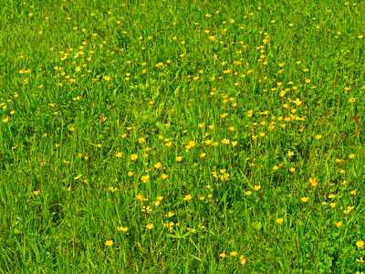 butterblumenwiese