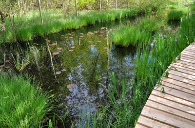 Wasserspiegelung im Teich 2