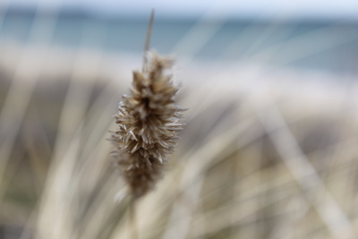 Schilf im Wind am Meer, Ostsee