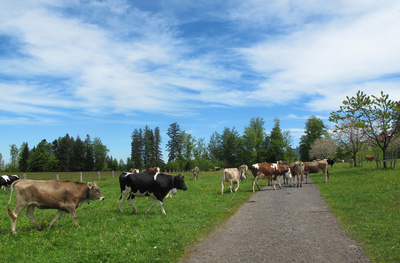 Rinder auf dem Wanderweg
