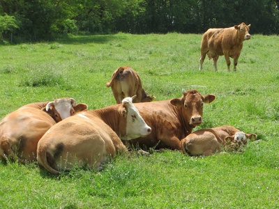 ..müde Kühe auf der Weide..
