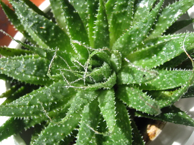 Mini Aloe mit Regentröpfchen