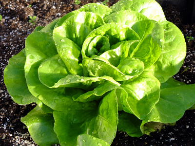 Salatpflanze