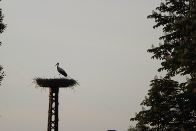 Ein Storch am frühen Morgen